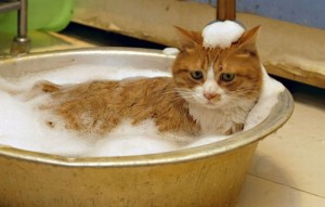 banho-a-gatos